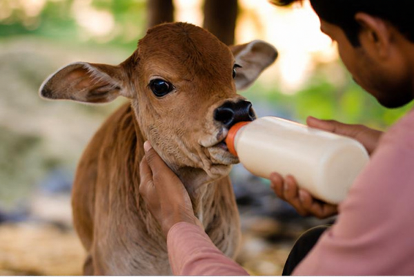 Gau Seva