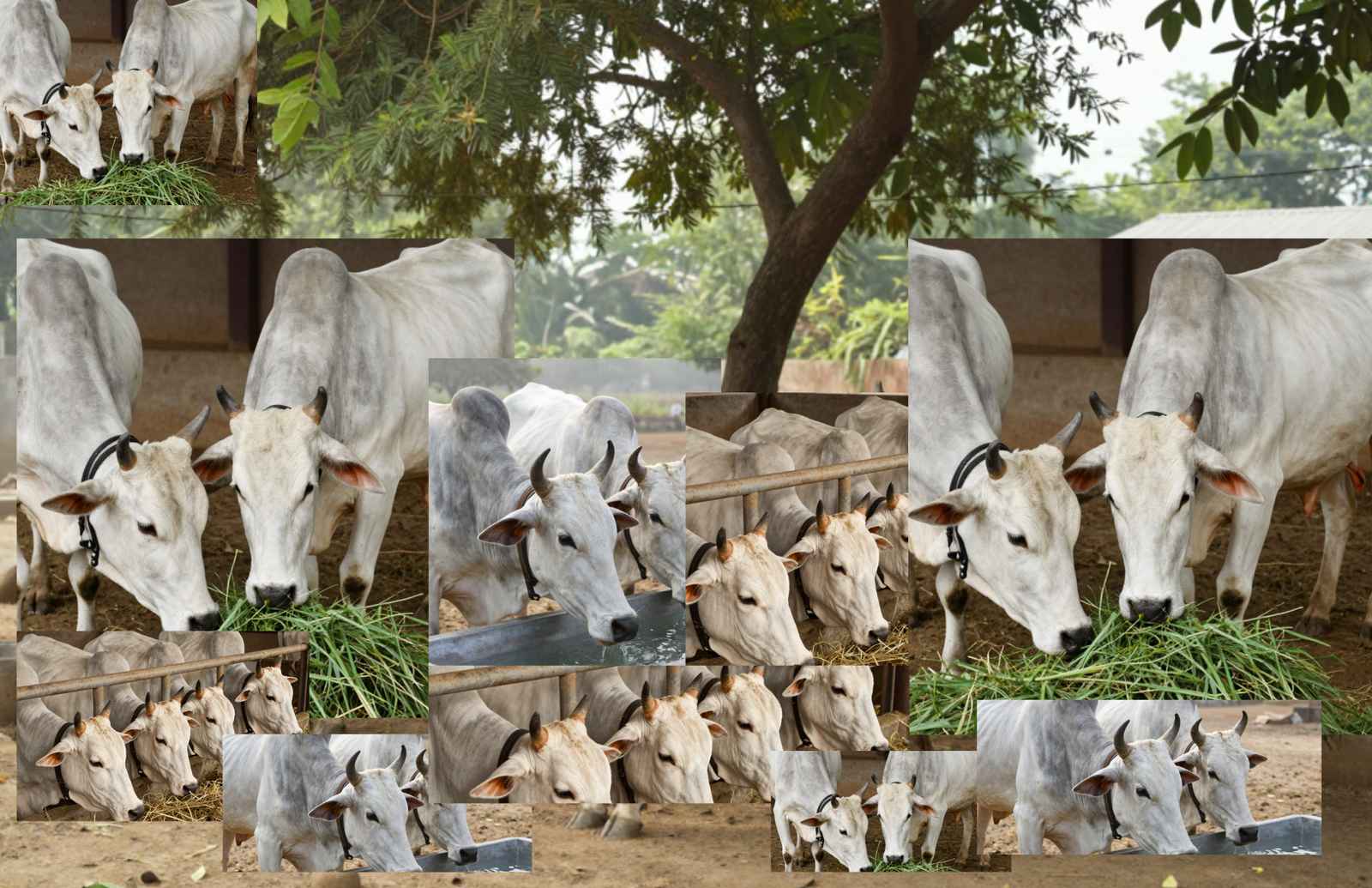 Cow Food and Nutrition